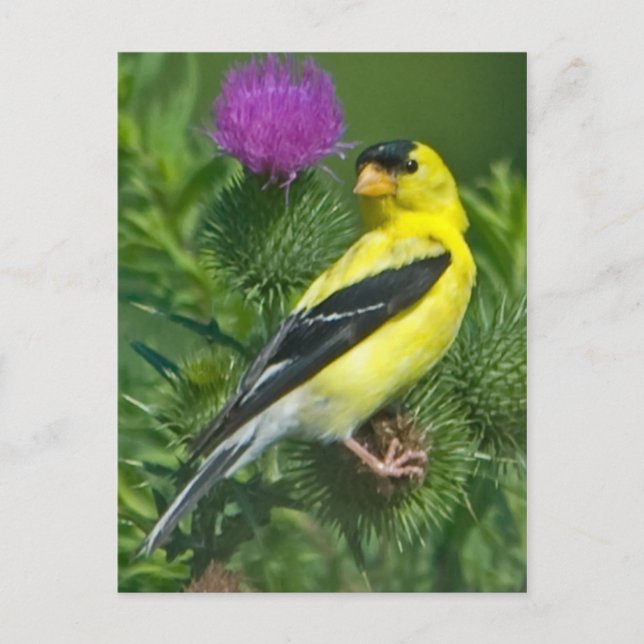 American Goldfinch Postcard (Front)