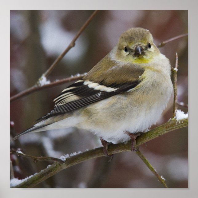 American Goldfinch Poster (Front)