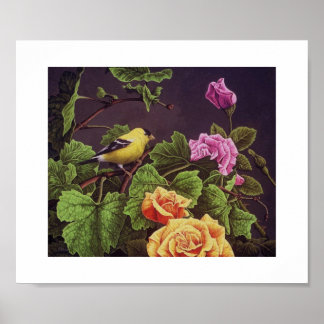 American Goldfinch Poster
