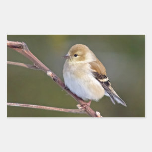 American Goldfinch Rectangular Sticker
