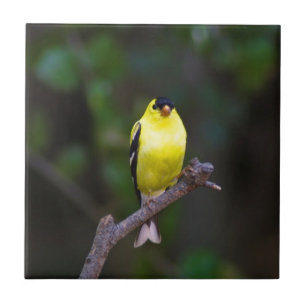 American Goldfinch tile