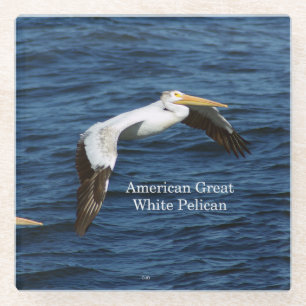 American Great White Pelican glass coaster