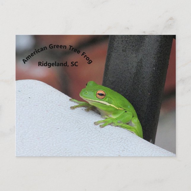 American Green Treefrog Postcard (Front)