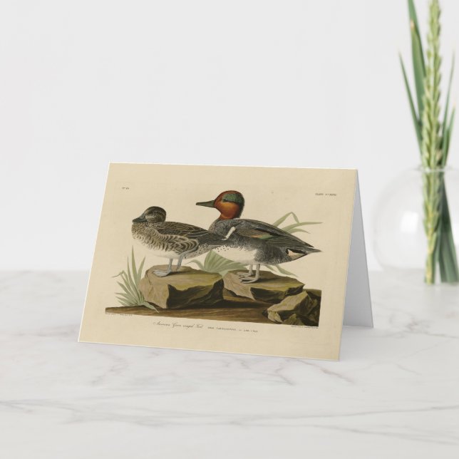 American Green winged Teal from Audubon's Bird Card (Front)