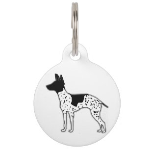 american hairless terrier silo colour pet tag