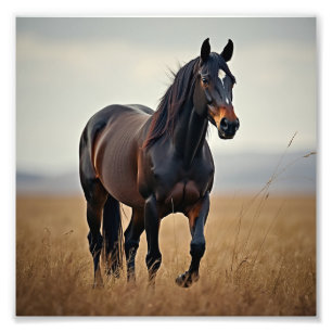 American horse  photo print
