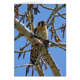 American Kestrel