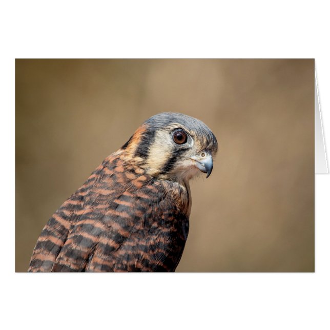 American Kestrel (Front Horizontal)