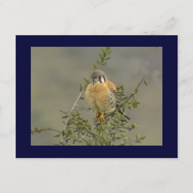 American Kestrel 1 Postcard (Front)