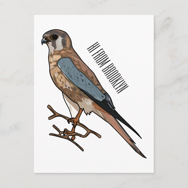 American kestrel bird cartoon illustration  postcard (Front)