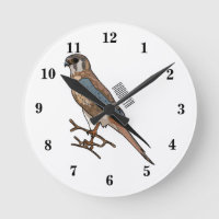 American kestrel bird cartoon illustration