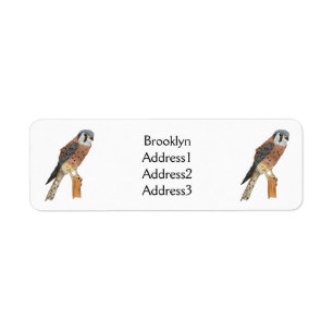 American Kestrel bird illustration 