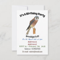 American Kestrel bird illustration 
