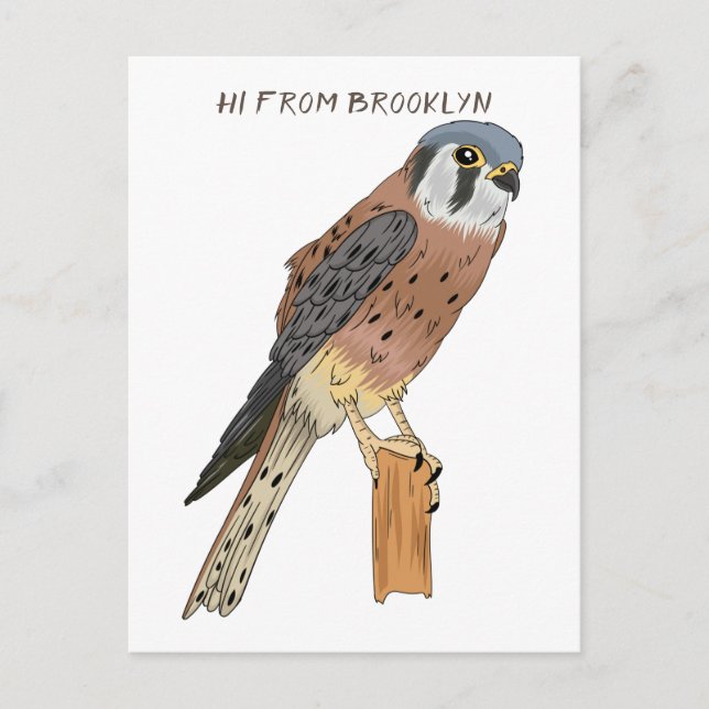 American Kestrel bird illustration Postcard (Front)