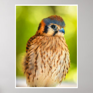 American Kestrel Bird Wall Art Wildlife Print