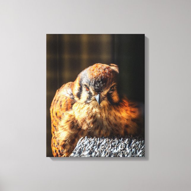 American Kestrel Canvas Art | Falcon Portrait (Front)