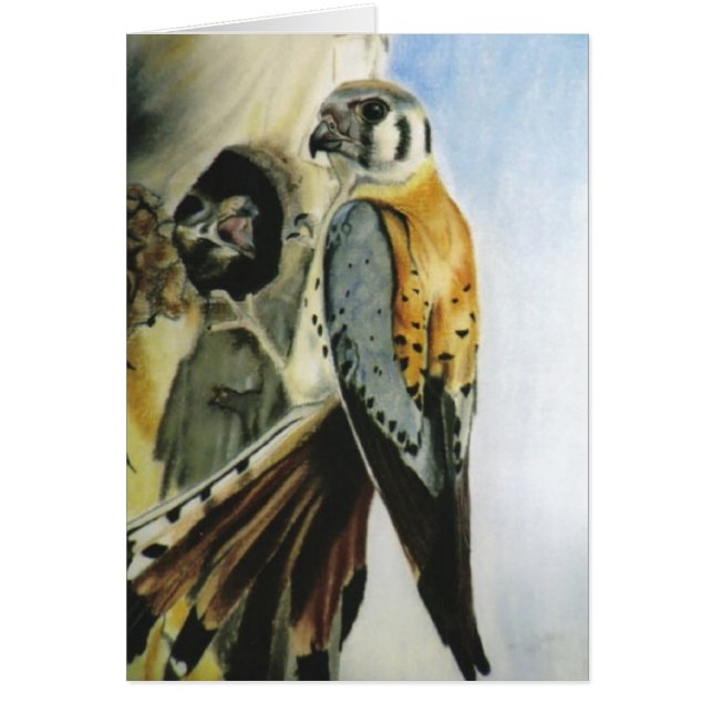 "American Kestrel" card (Front)