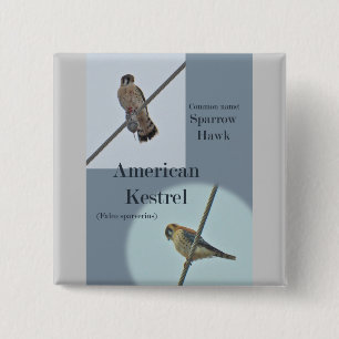American Kestrel (Falco sparverius) Items 15 Cm Square Badge