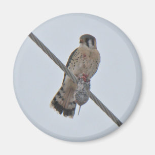 American Kestrel (Falco sparverius) Items Magnet