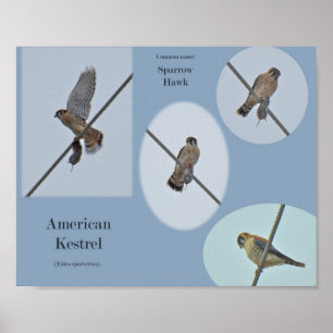 American Kestrel (Falco sparverius) Items Print