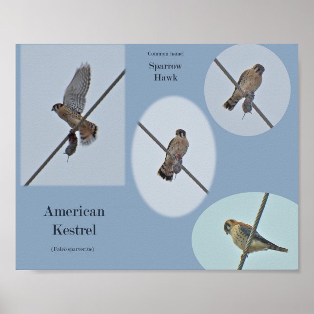 American Kestrel (Falco sparverius) Items Print (Front)