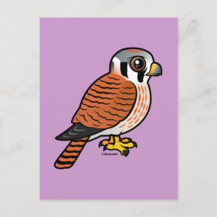 American Kestrel female Postcard