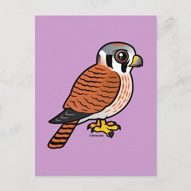 American Kestrel female Postcard (Front)