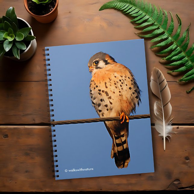 American Kestrel Hawk on a Wire Notebook (American Kestrel on a Wire Journal Cover Photo)