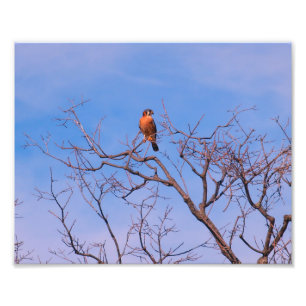 American Kestrel Hawk Photo Print