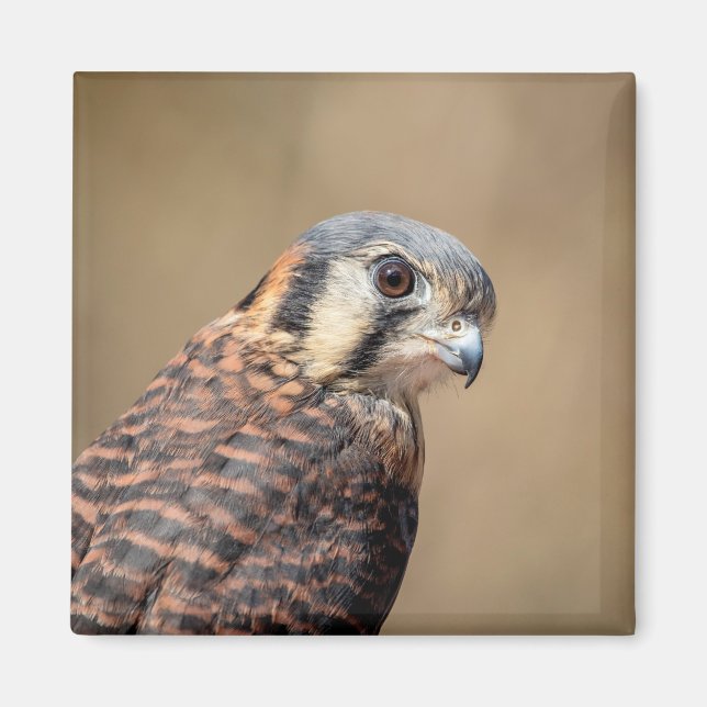 American Kestrel Magnet (Front)