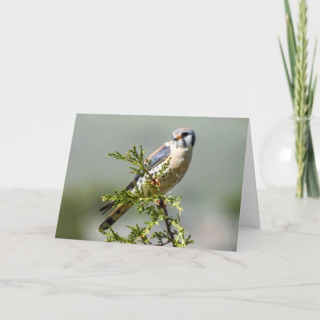 American Kestrel Notecard (Front)