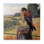 American Kestrel on a Barbed Wire Fence Tile<br><div class="desc">Falco sparverius American Kestrel sitting on a barbed wire fence in a vintage illustration from a 1922 book on natural history.</div>