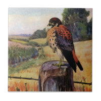 American Kestrel on a Barbed Wire Fence