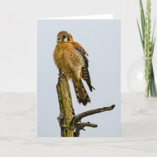 American Kestrel Pacific Northwest Thank You Card
