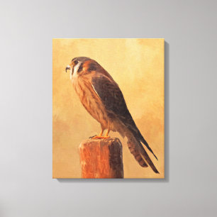American Kestrel Painting - Original Bird Art Canvas Print