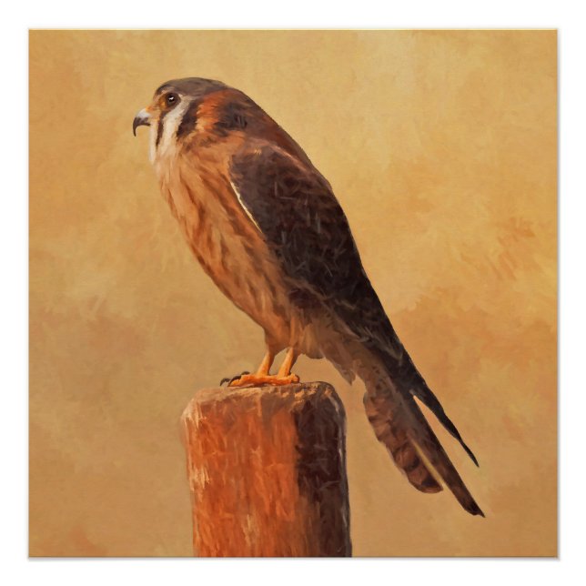 American Kestrel Painting - Original Bird Art Poster (Front)