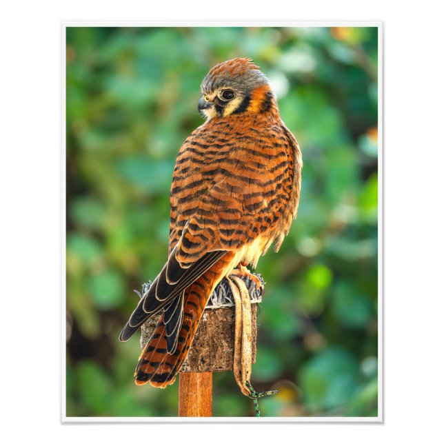 American Kestrel Perched – Falcon Wildlife Photo Print (Front)
