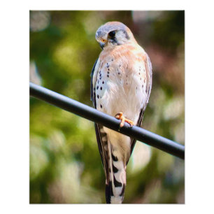 American Kestrel Photo Print