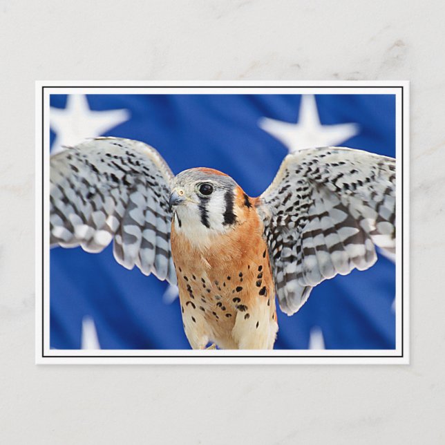 American Kestrel Postcard (Front)