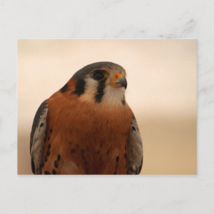 American Kestrel Postcard