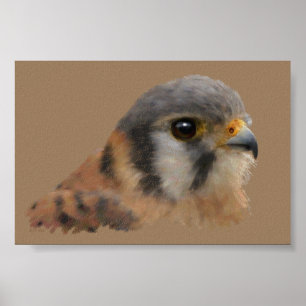 American Kestrel Poster