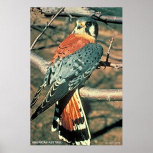 American Kestrel Poster