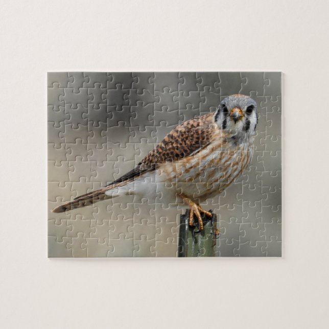 American Kestrel Puzzle (Horizontal)