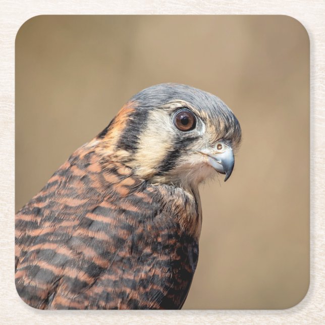American Kestrel Square Paper Coaster (Front)