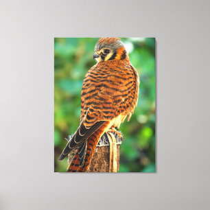 American Kestrel Wall Art   Falcon Wildlife Print