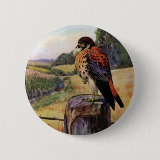 American Kestrels on a Barbed Wire Fence 6 Cm Round Badge