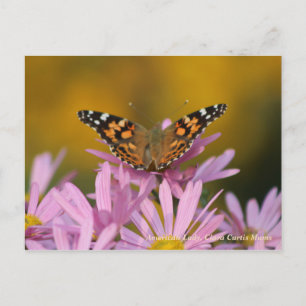 American Lady Butterfly & Clara Curtis Mums Postcard