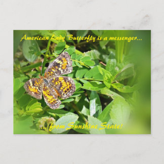 American Lady Butterfly is a messenger,FL postcard