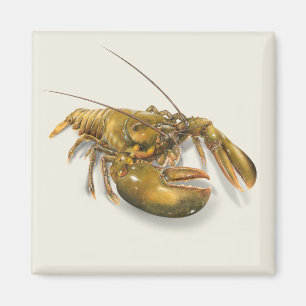 American Lobster Magnet