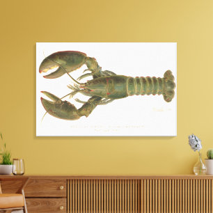American Lobster - Sherman Denton Fish Lithograph Canvas Print